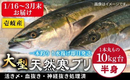 [1/16?3月末お届け]天然 寒ブリ(一本丸ものサイズ10キロ台 半身ブロック)[壱岐市][壱岐島 玄海屋]ぶり 寒ぶり ブリ 魚 刺身 しゃぶしゃぶ [JBS100] 121000 121000円 のし プレゼント ギフト 冷蔵配送 九州