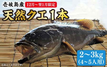 [先行予約][12月〜翌1月限定] 天然 クエ 丸もの 1本 2〜3kg(鍋・刺身4〜5人用)[2025年12月以降発送][壱岐市] [JCJ023] クエ クエ クエ クエ クエ