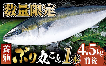 [出荷日限定 年末のご馳走に!]五島から新鮮なブリ 丸ごと1本 約4.5kg前後(内臓処理済) 五島市/奈留町漁業協同組合 