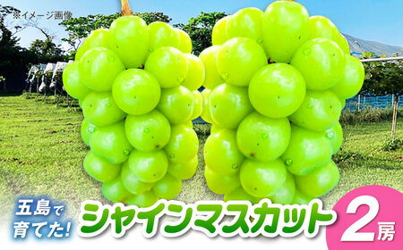 シャインマスカット 2房 五島市/HPIファーム