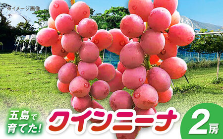 クイーンニーナ 2房 五島市/HPIファーム