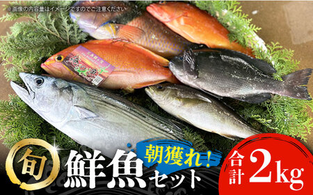 [五島列島・直送]朝獲れ!鮮魚セット2kg 鯛福丸水産/五島市 