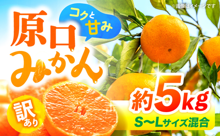 s\ 󂠂 ݂ 5kg ݂ CFW002