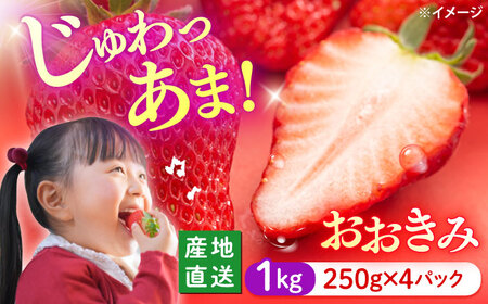 おおきみ いちご 1kg[武藤農園]CFV004 いちご いちご いちご いちご いちご