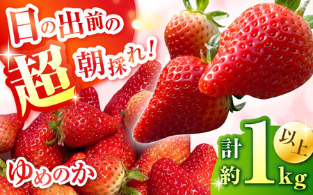 【2025年1月中旬〜発送】いちご ゆめのか 約260g × 4P / いちご いちご いちご いちご いちご いちご / O' Berry![SGA001]