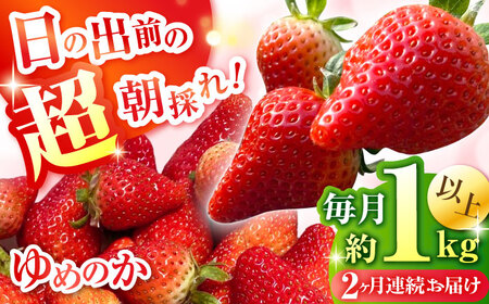y2ցzy2026N3E4͂zyʌzu߂̂v 260g × 4P / C`S  t[c ʕ Yn E / 쓇s / O' Berry![SGA003]