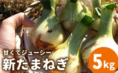 【2026年3月?発送】【甘くてジューシー 】新たまねぎ 先行予約 サラダ たまねぎ 5kg  / 玉ねぎ たまねぎ タマネギ 新たまねぎ 新玉ねぎ /  南島原市 / 長崎県農産品流通合同会社 [SCB025]