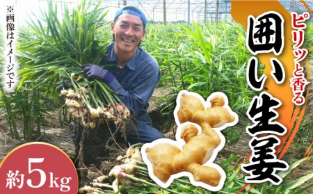 y2026N1?z͂I  5kg / VEK 쓇s / ӂ͂t@[/_ [SBS013]