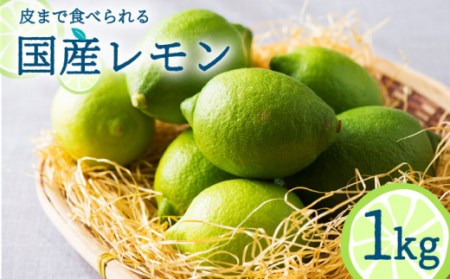 y2025N10`zY 1kg  /   EG Y [J ʕ t[c k  / 쓇s / 茧_Yiʍ [SCB016]
