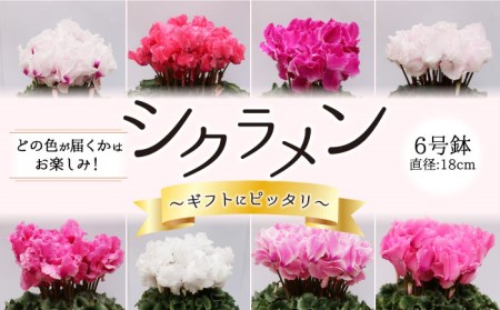 [2024年12月〜発送][ギフトにピッタリ!]シクラメン 6号 鉢 / 南島原市 / 中川ナーセリー長崎