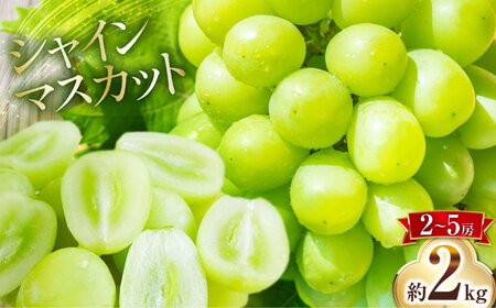 【2026年8月下旬～発送】シャインマスカット 約2kg（約2?5房）/ マスカット シャインマスカット ますかっと ぶどう 葡萄 ブドウ フルーツ 果物 / 南島原市 / 長崎県農産品流通合同会社 [SCB076]
