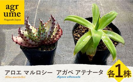 アロエ マルロシー & アガベ アテナータ 各1株 長与町/アグリューム Aloe marlothii Agave attenuata [EAI114] 観葉植物 アロエ アガベ グリーン インテリア 観葉植物 インテリア グリーン 