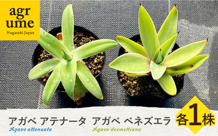 アガベ アテナータ & アガベ ベネズエラ 各1株 セット 長与町/アグリューム Agave attenuata Agave desmettiana[EAI115] 観葉植物 グリーン インテリア 観葉植物 グリーン インテリア 