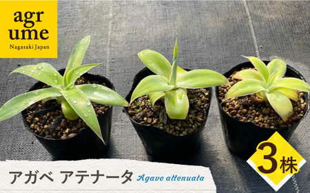 アガベ アテナータ 3株セット 長与町/アグリューム Agave attenuata[EAI118] アガベ 観葉植物 グリーン インテリア 観葉植物 グリーン インテリア 