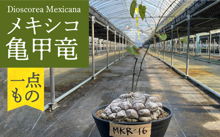 Dioscorea Mexicana メキシコ亀甲竜 (個体番号MKR-16) 長与町/アグリューム