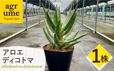 アロエ ディコトマ 1株 長与町/アグリューム Aloidendron dichotomum(Aloe dichotoma)[EAI138] 観葉植物 植物 観葉植物 植物