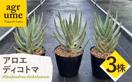 アロエ ディコトマ 3株 Aloidendron dichotomum(Aloe dichotoma)長与町/アグリューム[EAI145] 観葉植物 植物 観葉植物 植物