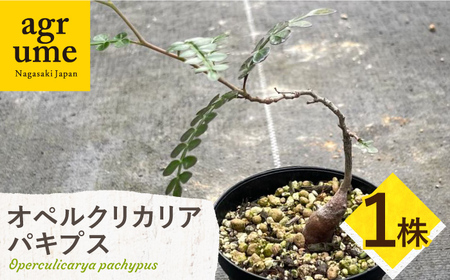 Operculicarya pachypus オペルクリカリア パキプス 1株 長与町/アグリューム[EAI161] 観葉植物 植物 観葉植物 植物