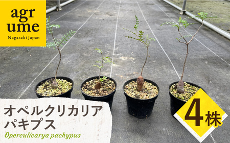 Operculicarya pachypus オペルクリカリア パキプス 4株 長与町/アグリューム[EAI164] 