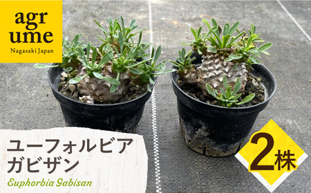 ユーフォルビア 峨眉山（ガビザン）Euphorbia Gabisan ２株 長与町/アグリューム[EAI172] 