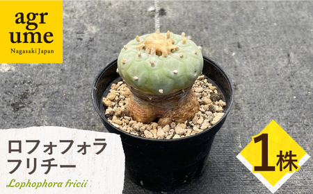 ロフォフォラ 銀冠玉 Lophophora fricii 1株 長与町/アグリューム[EAI176] 観葉植物 植物 観葉植物 植物