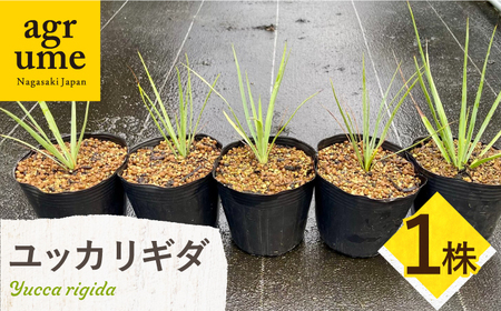 Yucca rigida ユッカ リギダ 1株 長与町/アグリューム[EAI183] 観葉植物 植物 観葉植物 植物