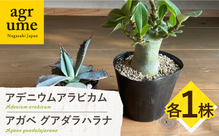 アデニウム アラビカム & アガベ グアダラハラナ Adenium arabicum & Agave guadalajarana 各1株 長与町/アグリューム[EAI210] 観葉植物 植物 観葉植物 植物