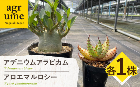 アデニウム アラビカム & アロエ マルロシー 各1株 Adenium arabicum & Aloe marlothii 長与町/アグリューム