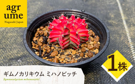 ギムノカリキウム ミハノビッチ 1株 Gymnocalycium mihanovichii 長与町/アグリューム