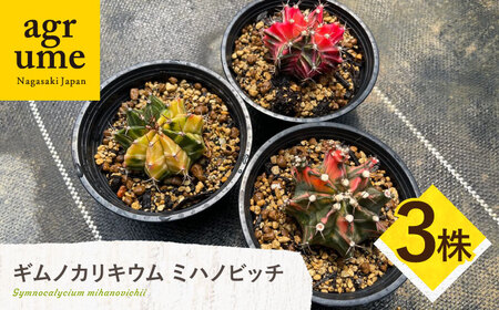 ギムノカリキウム ミハノビッチ 3株 Gymnocalycium mihanovichii 長与町/アグリューム[EAI223] 