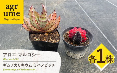 ギムノカリキウム ミハノビッチ & アロエ マルロシー 各1株 Gymnocalycium mihanovichii& Aloe marlothii 長与町/アグリューム