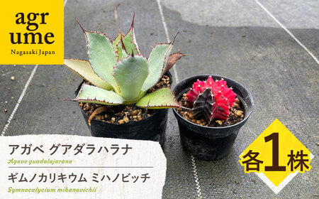 ギムノカリキウム ミハノビッチ & アガベ グアダラハラナ 各1株 Gymnocalycium mihanovichii& Agave guadalajarana 長与町/アグリューム