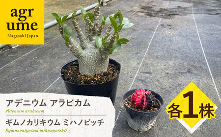 ギムノカリキウム ミハノビッチ & アデニウム アラビカム 各1株 Gymnocalycium mihanovichii & Adenium arabicum 長与町/アグリューム