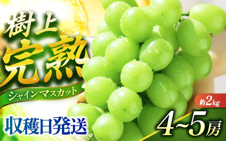 [ご家庭用]シャインマスカット 2kg前後(4〜5房) 長与町/果豊園[ECL012] しゃいんますかっと シャインマスカット 先行予約 あまい 2026予約 大粒 1.2kg 果物 くだもの フルーツ ぶどう 葡萄 旬 大きい 人気 ブドウ マスカット