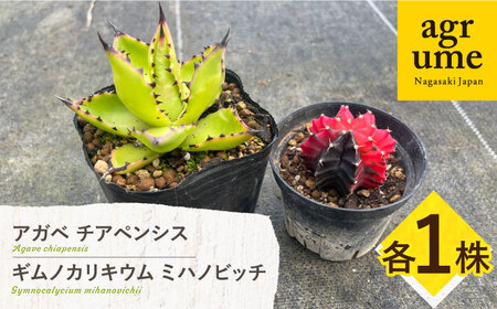 ギムノカリキウム ミハノビッチ & アガベ チアペンシス 各1株 Gymnocalycium mihanovichii&Agave chiapensis 長与町/アグリューム