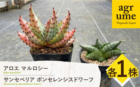 サンセベリア ボンセレンシスドワーフ & アロエ マルロシー 各1株 sansevieria boncellensis dwarf & Gymnocalycium mihanovichii長与町/アグリューム