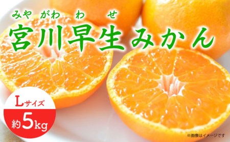 [先行予約] 早生 (宮川早生) みかん Lサイズ 約5kg ー2024年11月より発送ー 長与町/山口農園 [EBI011] みかん 