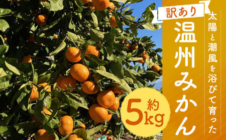 [訳あり] 太陽と潮風を浴びて育った 長崎県時津町産 温州みかん 約5kg[2024年11月上旬〜2024年12月下旬迄発送予定]