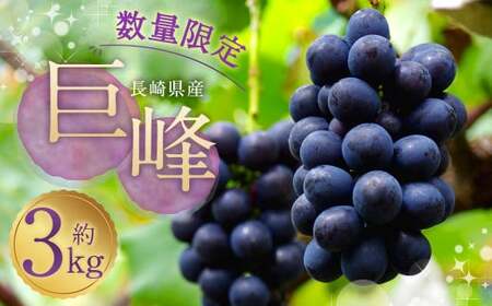 種あり巨峰 約3kg ぶどう 果物 くだもの フルーツ 長崎県産 [2025年8月下旬-9月上旬迄発送予定]