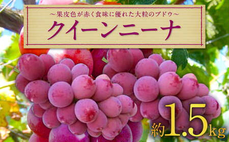長崎県産 クイーンニーナ 約1.5kg ぶどう 果物 くだもの フルーツ [2025年9月上旬-9月下旬迄発送予定]