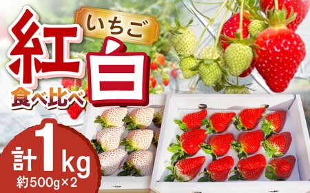 [2024年12月より順次発送]紅白いちご食べ比べ 計1kg(約500g×2)いちご イチゴ 白いちご 苺 ゆめのか 食べ比べ セット いちご 先行予約 東彼杵町/ファーミライズ株式会社 