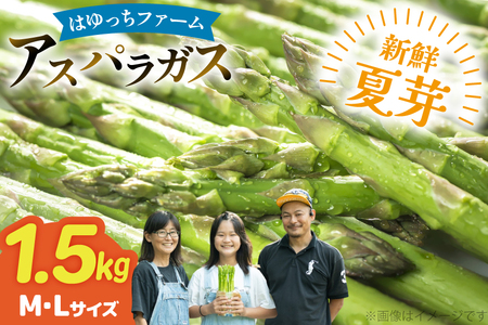 アスパラ アスパラガス 夏芽アスパラガス 1.5kg M L サイズ混合 [はゆっちFARM 長崎県 東彼杵町 hs42bag360005]