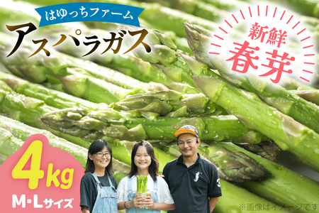 AXp AXpKX tAXpKX 4kg M L TCY [͂FARM 茧 ދn hs42bag360018]