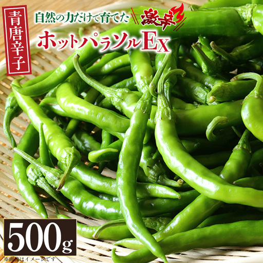 唐辛子 青唐辛子 激辛 ホットパラソルEX フレッシュ 500g [たぬき池自然農園 長崎県 東彼杵町 hs42bag190004 ]