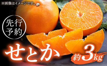 [先行予約]弾力があり甘いみかん!せとか長崎県産 約3kg[田崎FARM][OCU002] みかん 柑橘