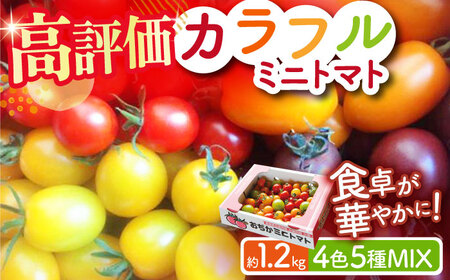 カラフル ミニトマト 4色5種MIX 約1.2kg / 九州 九州産 ミニトマト ミニトマト トマト トマト りんたろうふぁーむ