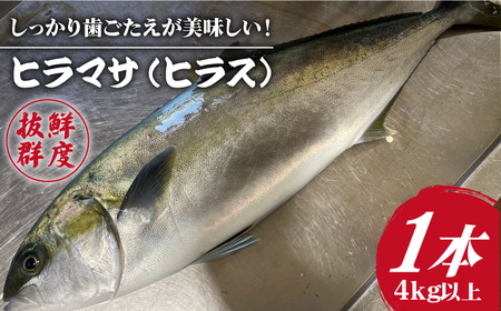 [血抜き、内臓処理済み]ヒラス(ヒラマサ)1本 4.0kg以上 養殖 刺身 しゃぶしゃぶ[ひまわり][RBK005] ヒラマサ ヒラス ヒラマサ ヒラス ヒラマサ ヒラス ヒラマサ ヒラス ヒラマサ ヒラス