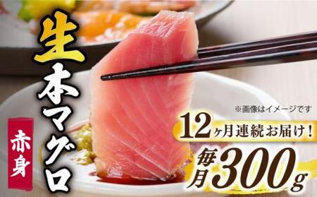 [全12回定期便]五島列島産養殖生本かみマグロ 赤身 300g [RBP025] マグロ マグロ マグロ マグロ まぐろ九州 長崎