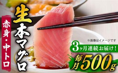 [全3回定期便]五島列島産養殖生本かみマグロ 赤身 中トロ 計約500g[カミティバリュー][RBP029] 本マグロ 本まぐろ 本鮪 本マグロ 本まぐろ 本鮪 本マグロ 本まぐろ 本鮪