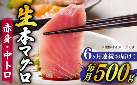 [全6回定期便]五島列島産養殖生本かみマグロ 赤身 中トロ 計約500g[RBP030] 本マグロ 本まぐろ 本鮪 本マグロ 本まぐろ 本鮪 本マグロ 本まぐろ 本鮪九州 長崎